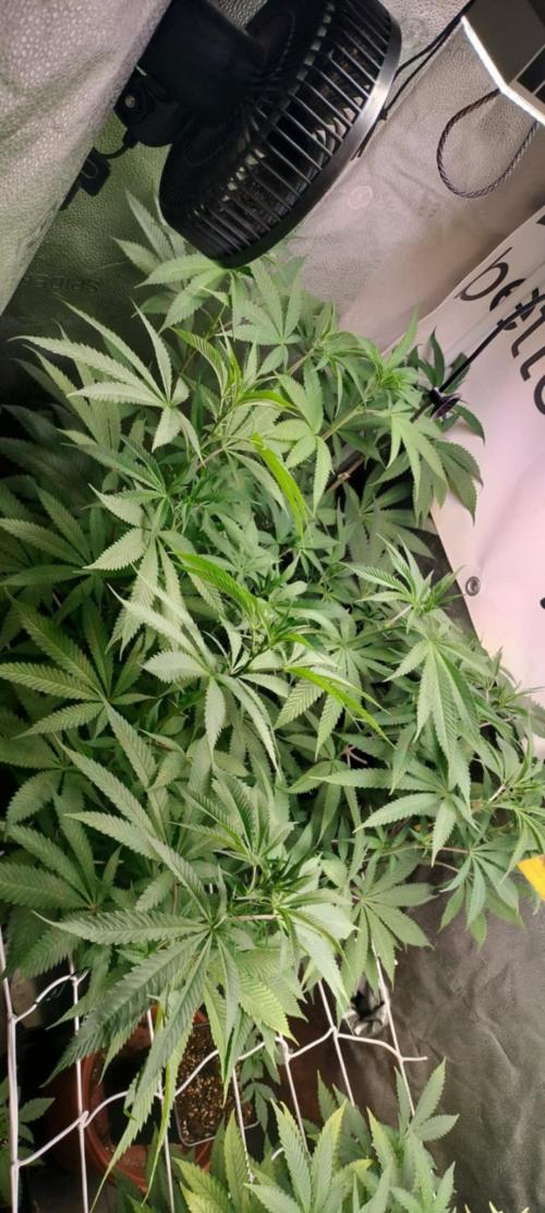 wild weed MT. Week 0