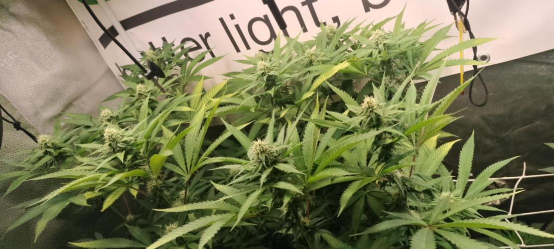 wild weed MT. Week 0