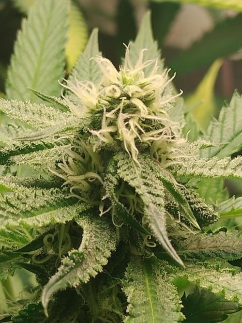 wild weed MT. Week 0