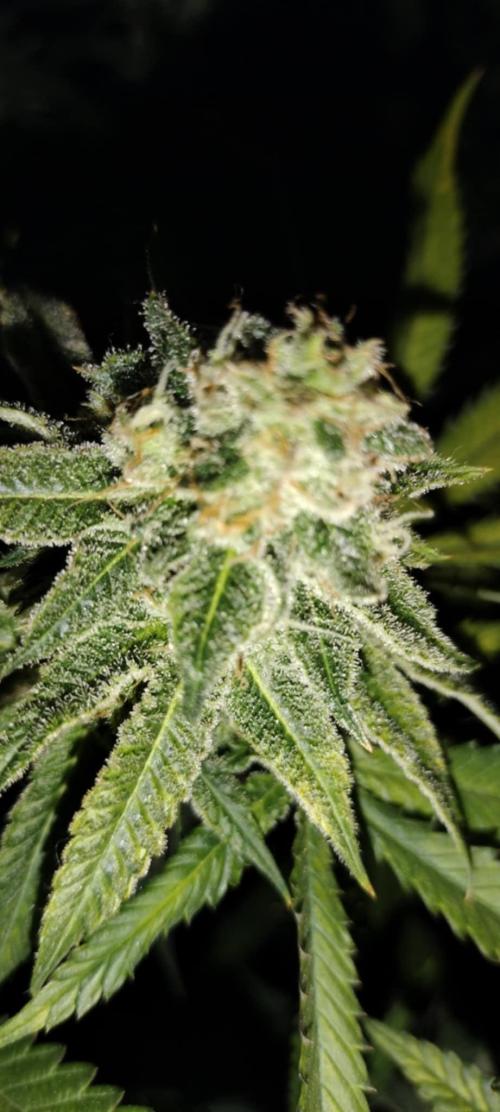 wild weed MT. Week 0