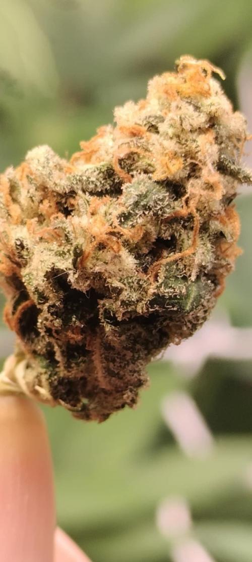 wild weed MT. Week 0