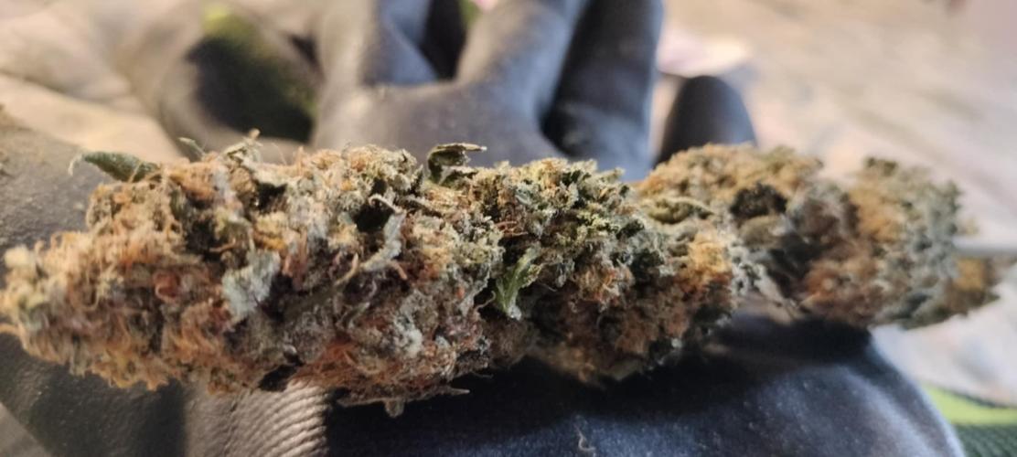 wild weed MT. Week 0