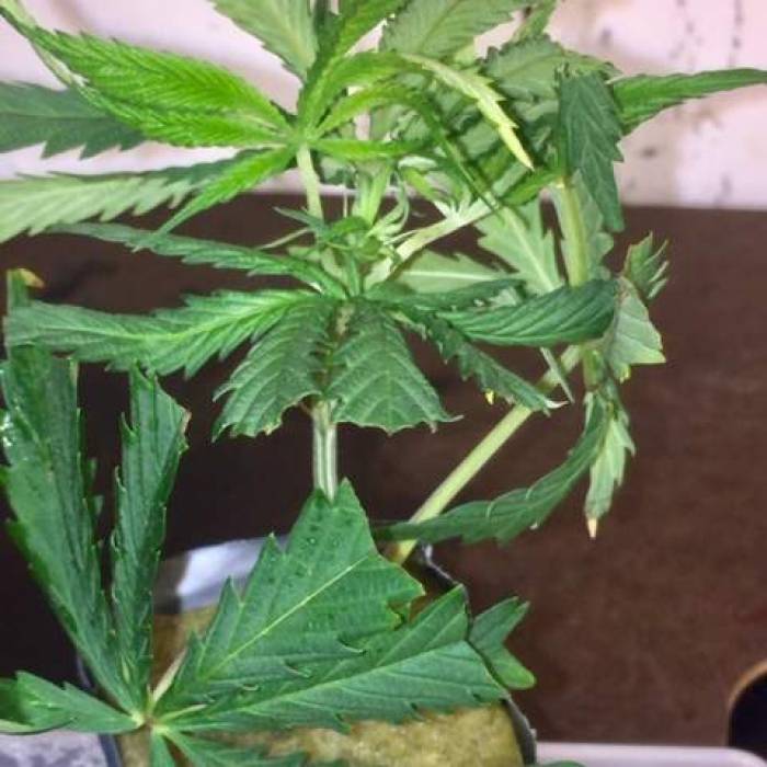 purple gusher clones. Week 1