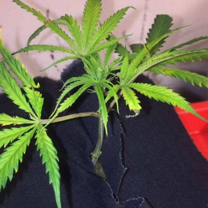 purple gusher clones. Week 2