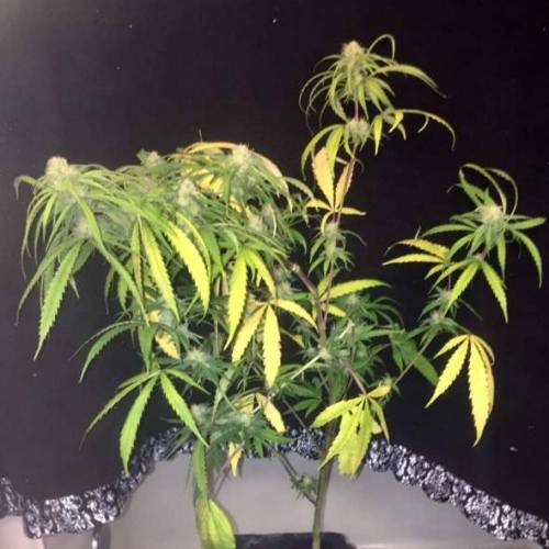 purple gusher clones. Week 8