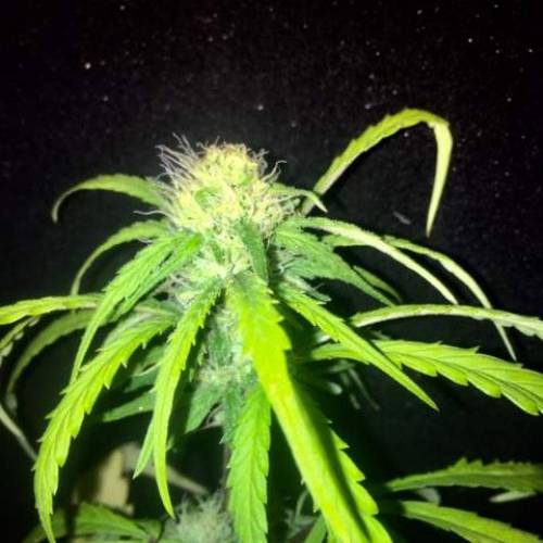 purple gusher clones. Week 8