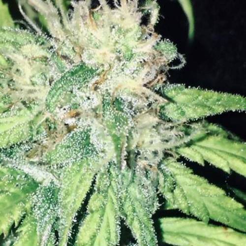 purple gusher clones. Week 9