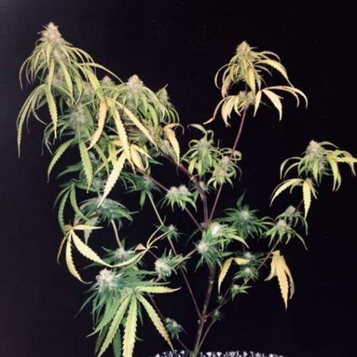 purple gusher clones. Week 9