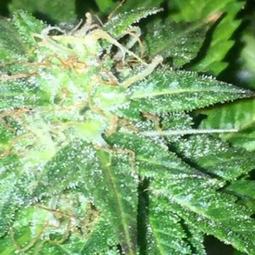 purple gusher clones. Week 10