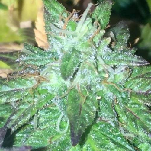 purple gusher clones. Week 10