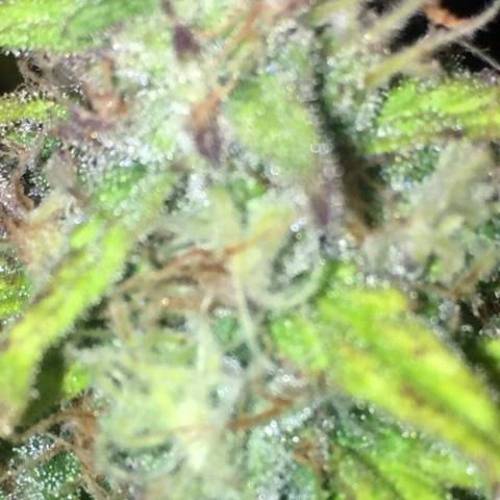 purple gusher clones. Week 10