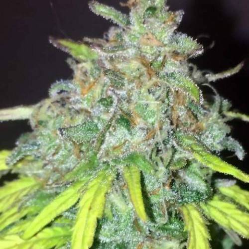 purple gusher clones. Week 11