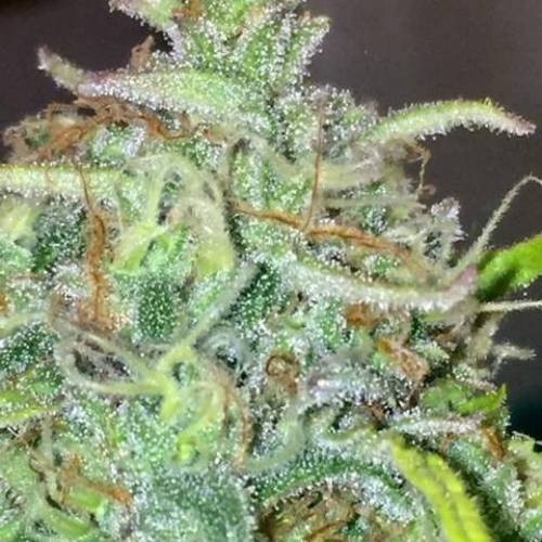 purple gusher clones. Week 11