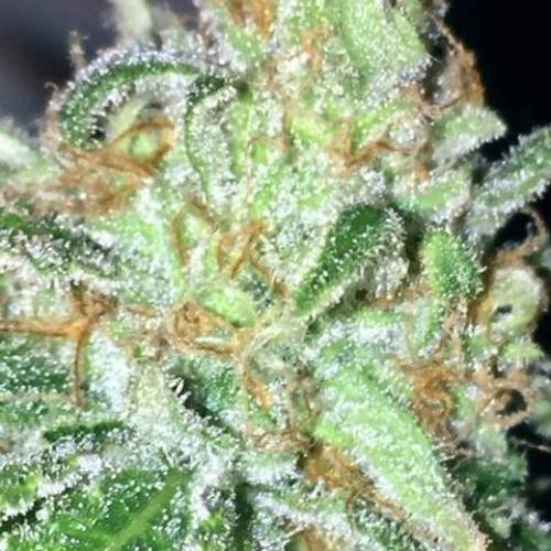 purple gusher clones. Week 11