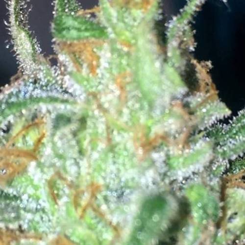 purple gusher clones. Week 11