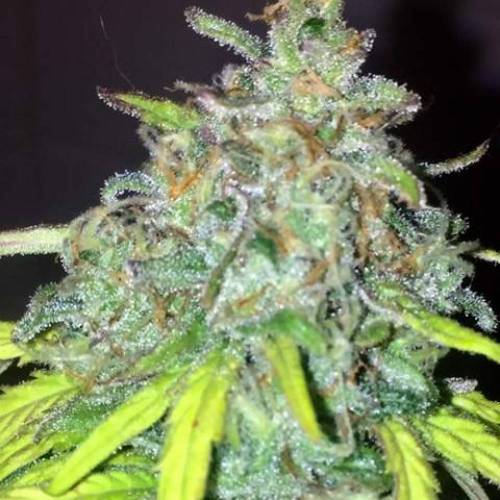 purple gusher clones. Week 11