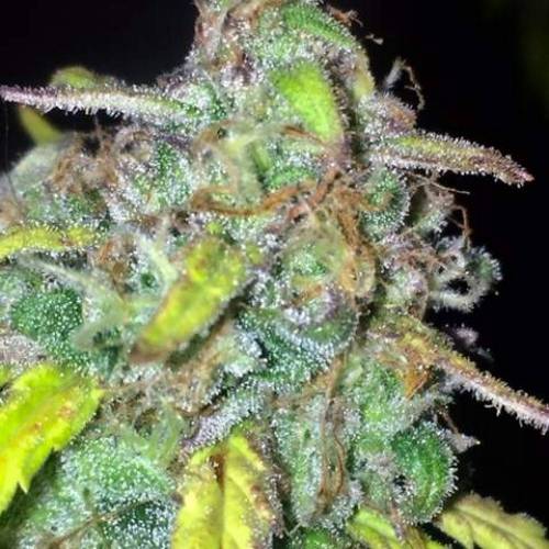 purple gusher clones. Week 11