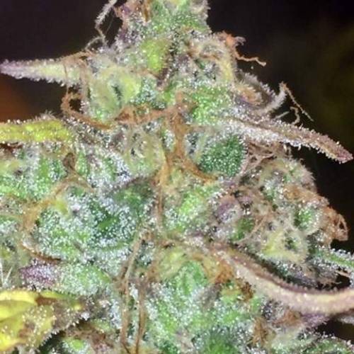 purple gusher clones. Week 11