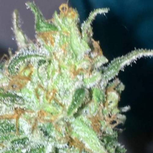 purple gusher clones. Week 11