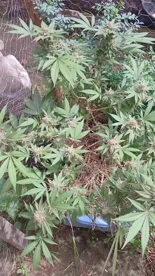 Gorilla Lemon Fire - GLF