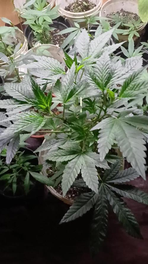 Tropicherry Fem