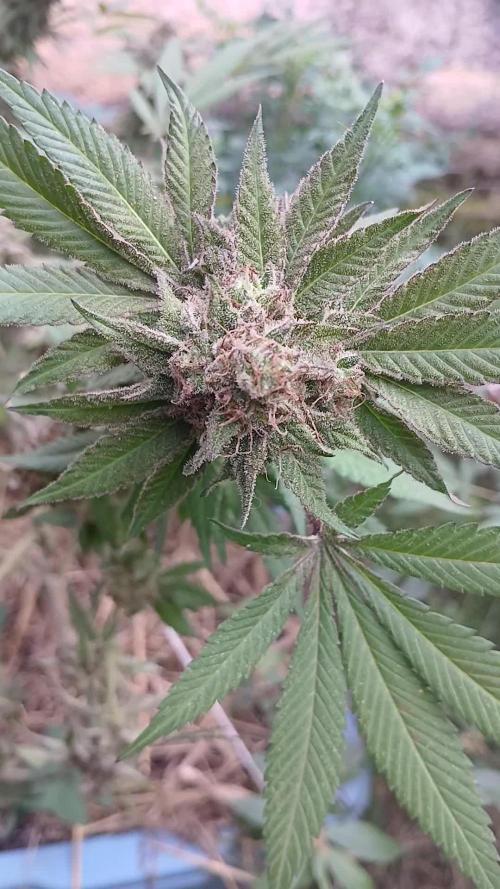 Gorilla Lemon Fire - GLF