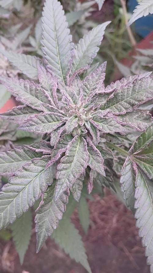 Tropicherry Fem