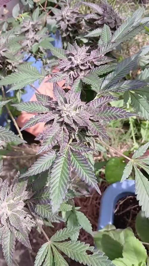 Tropicherry Fem