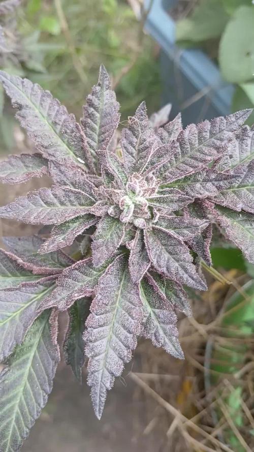 Tropicherry Fem