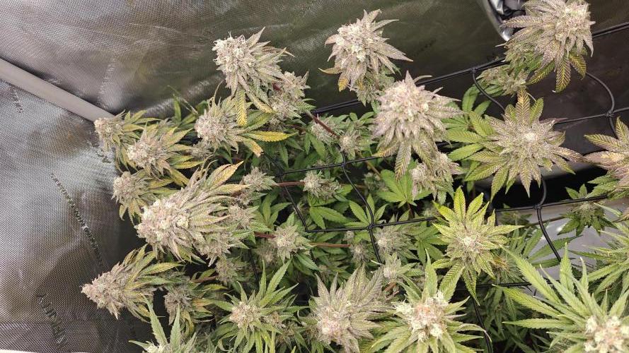 3. RUN 2026 - Seed/Clones. Week 15 - B-45