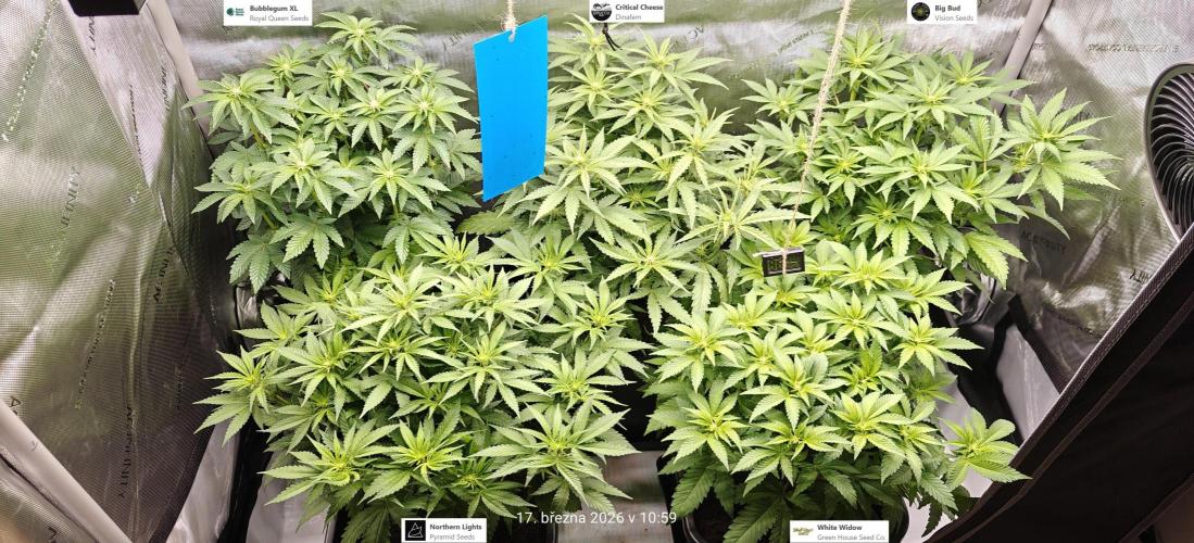 5 pieces from feminized seeds. Week 10