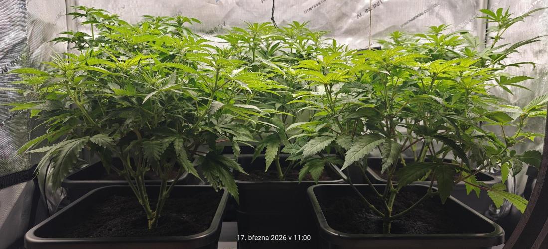 5 pieces from feminized seeds. Week 10