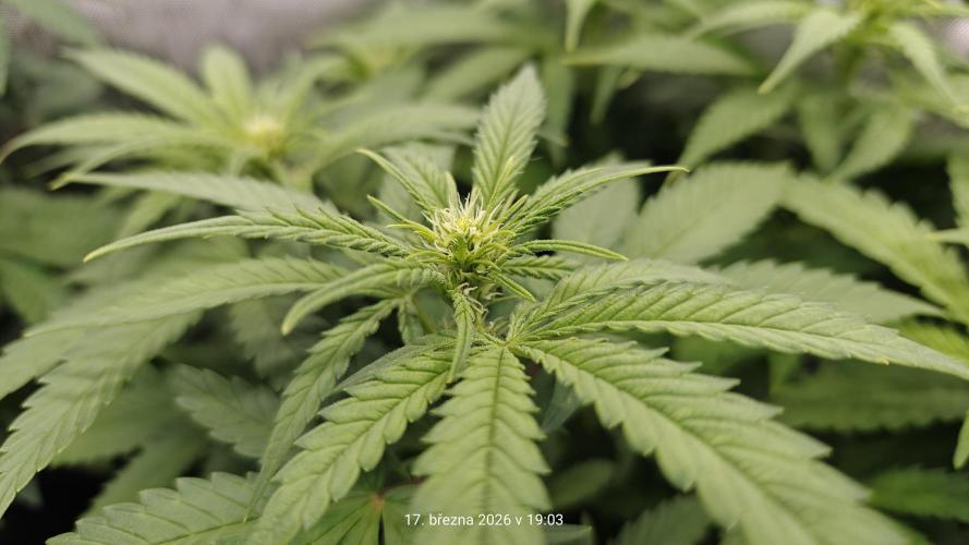 5 pieces from feminized seeds. Week 10 - Critical Cheese