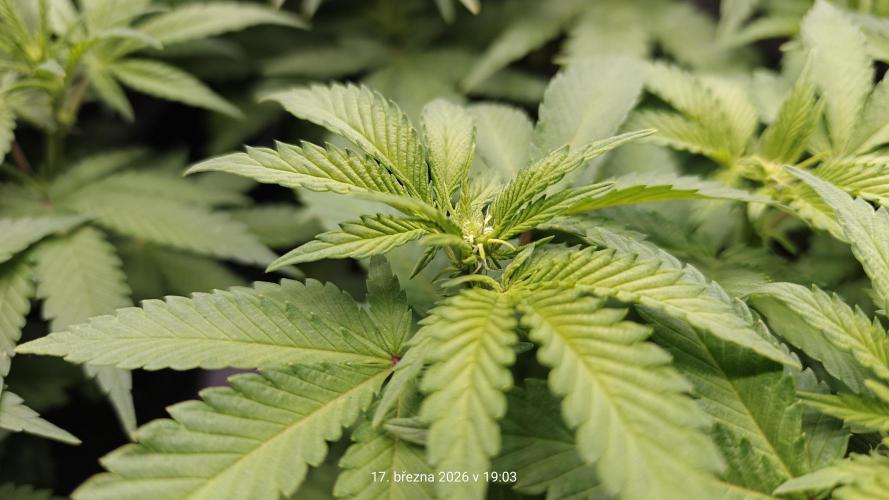 5 pieces from feminized seeds. Week 10 - White Widow