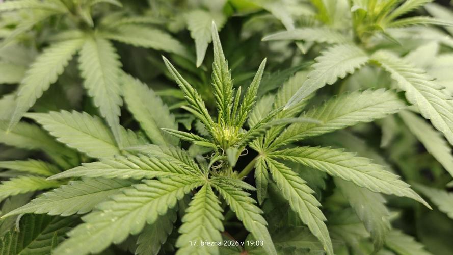 5 pieces from feminized seeds. Week 10 - Northern Lights