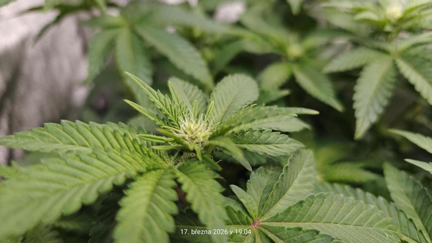 5 pieces from feminized seeds. Week 10 - Bublegum XL