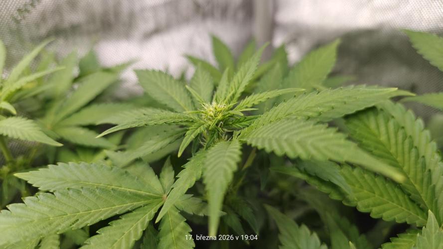 5 pieces from feminized seeds. Week 10 - Big Bud