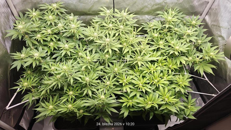 5 pieces from feminized seeds. Week 11