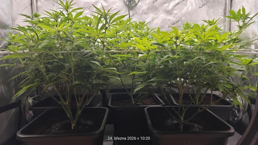 5 pieces from feminized seeds. Week 11