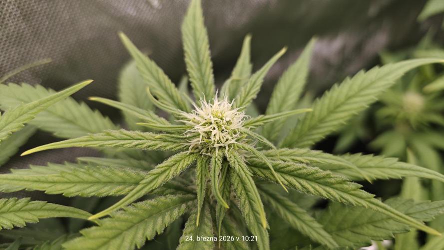 5 pieces from feminized seeds. Week 11 - Critical Cheese