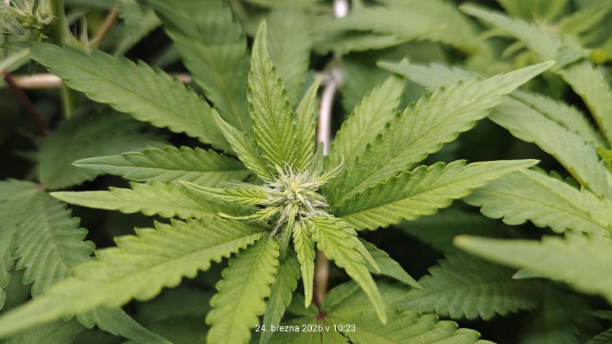 5 pieces from feminized seeds. Week 11 - White Widow