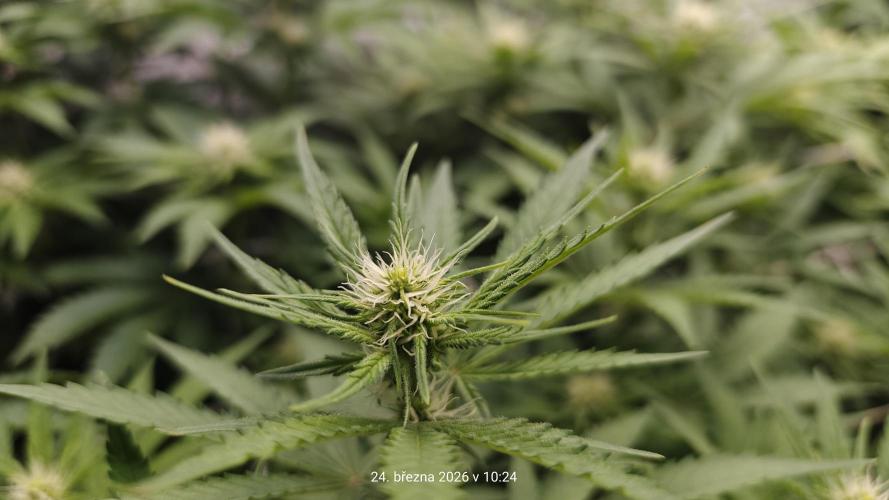 5 pieces from feminized seeds. Week 11 - Northern Lights