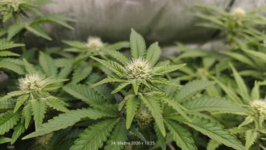 5 pieces from feminized seeds. Week 11 - Bublegum XL