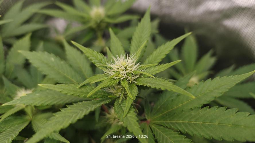 5 pieces from feminized seeds. Week 11 - Big Bud
