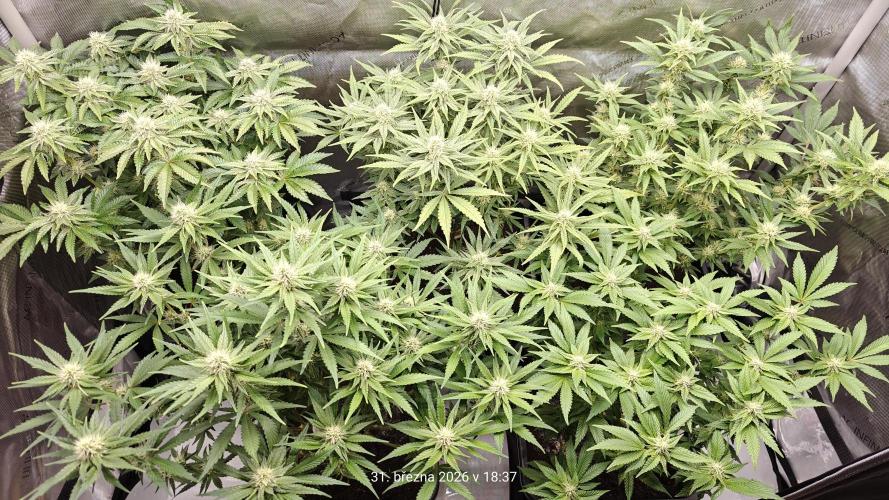 5 pieces from feminized seeds. Week 12