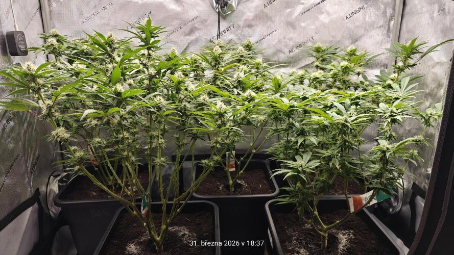 5 pieces from feminized seeds. Week 12