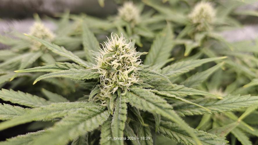 5 pieces from feminized seeds. Week 12 - Critical Cheese