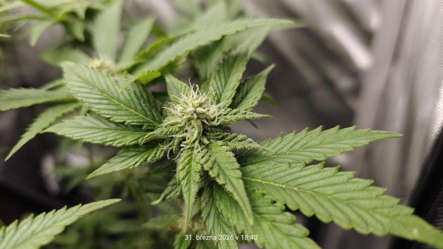 5 pieces from feminized seeds. Week 12 - White Widow