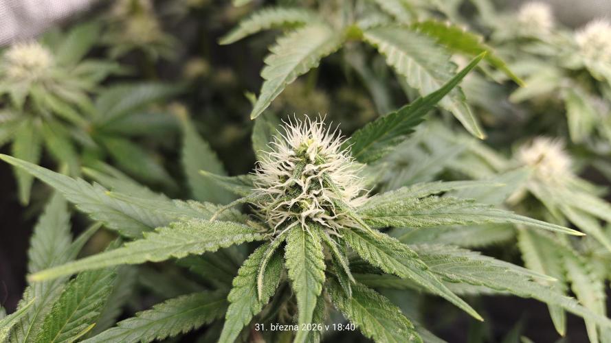 5 pieces from feminized seeds. Week 12 - Northern Lights