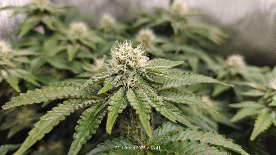 5 pieces from feminized seeds. Week 12 - Bublegum XL